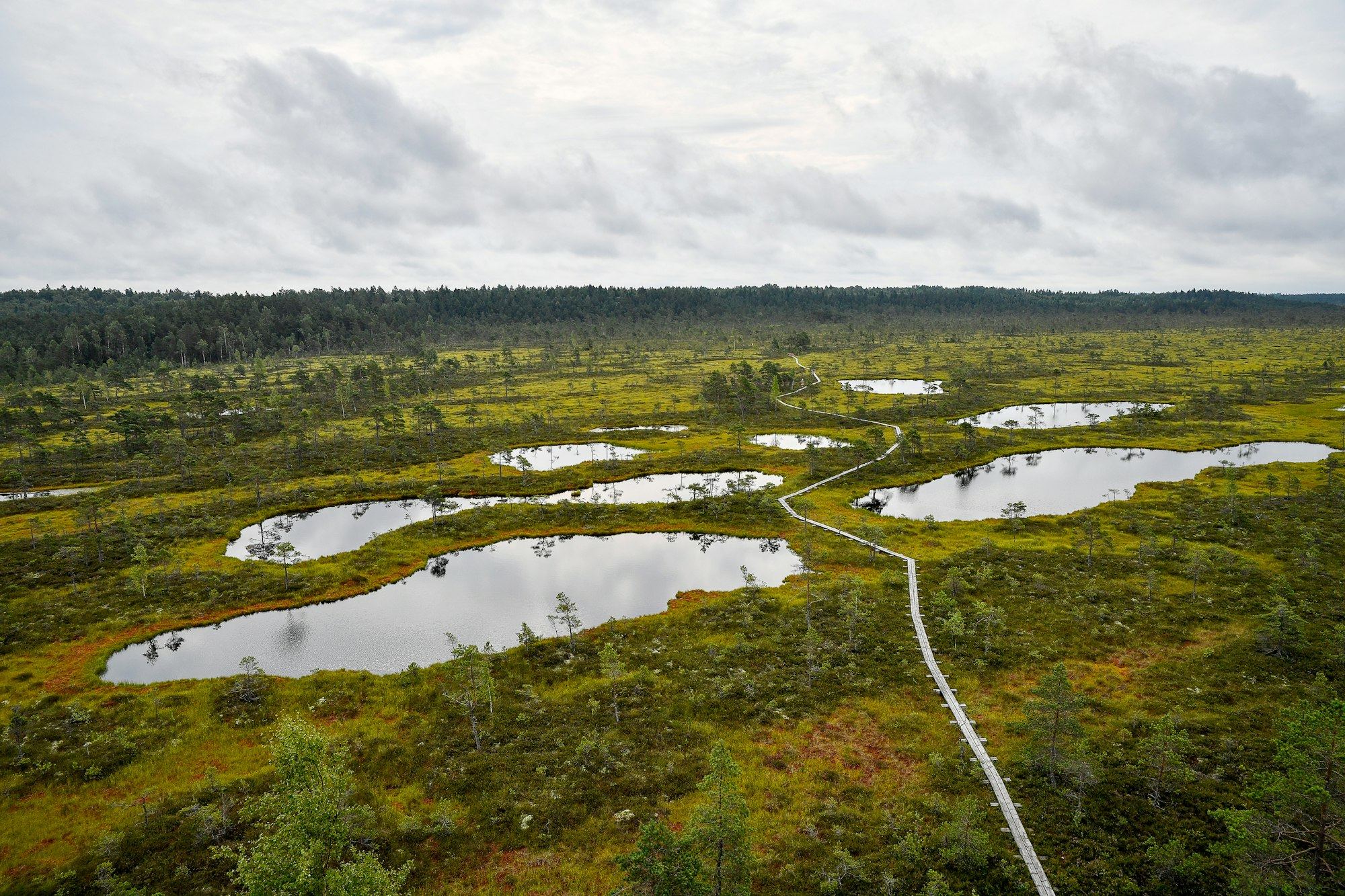 A wooden boardwalk winding through an Estonian bog toward the forest