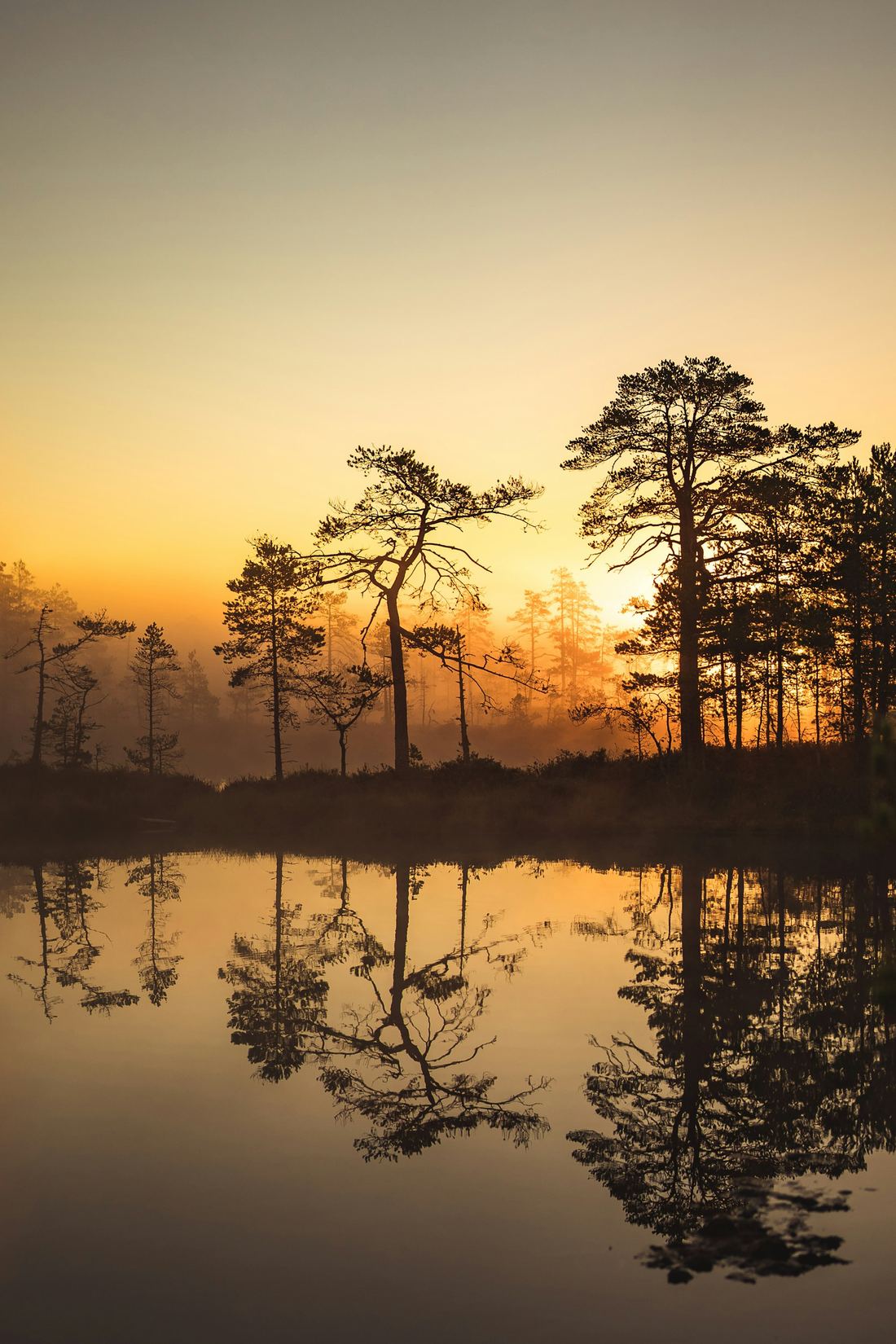 Sunrise over a still bog lake lined with pines in Estonia